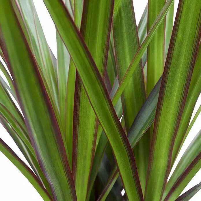 dracena lemon lime plant Dracaena fragrans 'Lemon Lime' (6