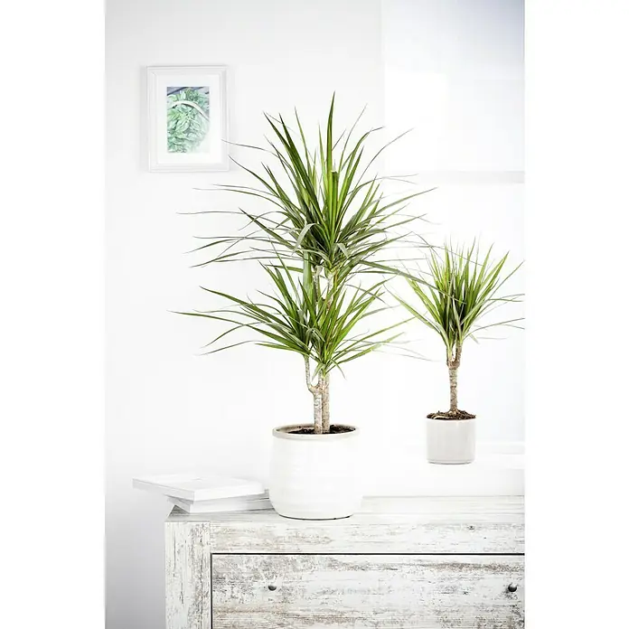 Piardino Drachenbaum - Dracaena marginata, Topfgre: 17 cm, Blattfarbe:  Dunkelgrn/Purpurrot online kaufen bei BAUHAUS