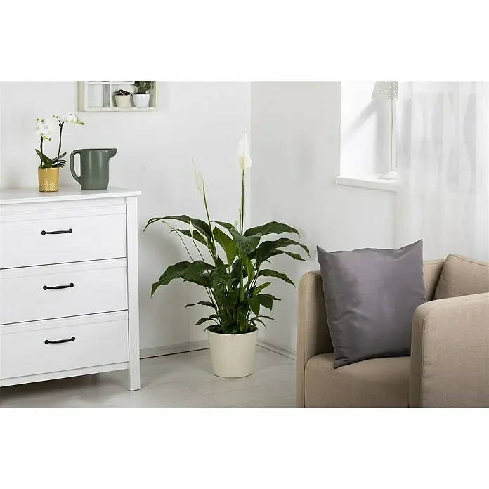 Piardino Einblatt - Spathiphyllum floribundum, Topfgröße: 21 cm - Zimmeransicht mit Kommode, Stuhl und einer blühenden Spathiphyllum Zimmerpflanze im weißen Topf, die dem Raum eine elegante Note verleiht.