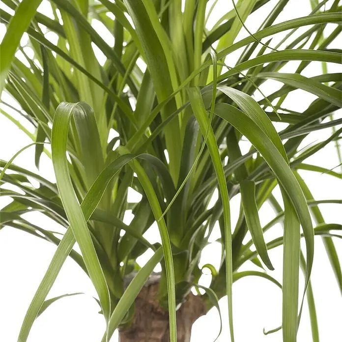 Piardino Elefantenfuß - Beaucarnea recurvata, Topfgröße: 24 cm - Nahaufnahme einer Zimmerpflanze mit langen, grünen Blättern und einem braunen Stamm, ideal für die Innenraumbegrünung.