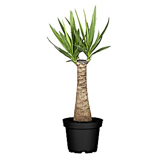 Piardino Palmlilie (Yucca elephantipes, Stamm, Topfgröße: 24 cm)