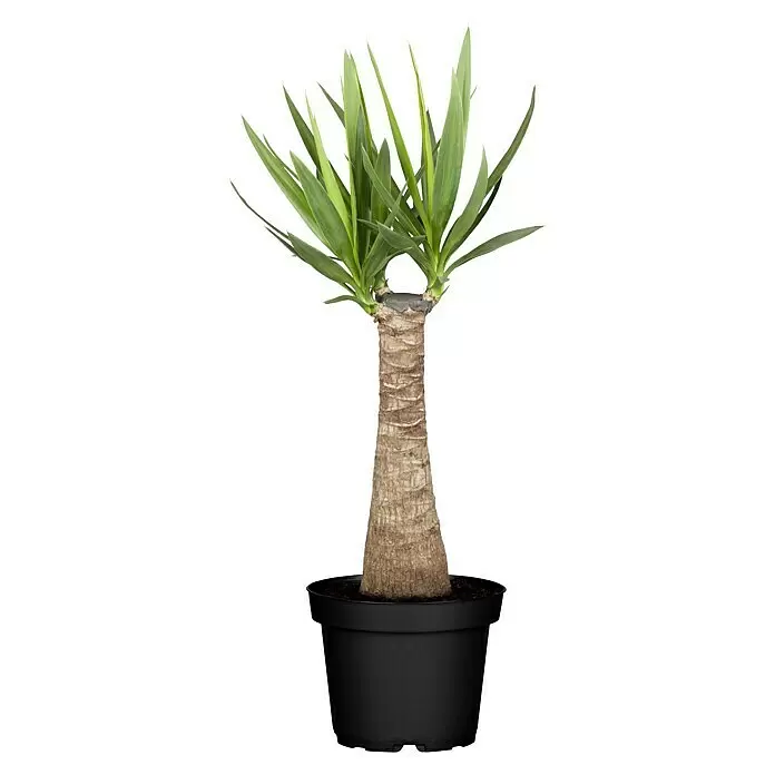 sansevieria preis Sansevieria trifasciata 'Green Hahnii' – Secret Garden Plant Shop