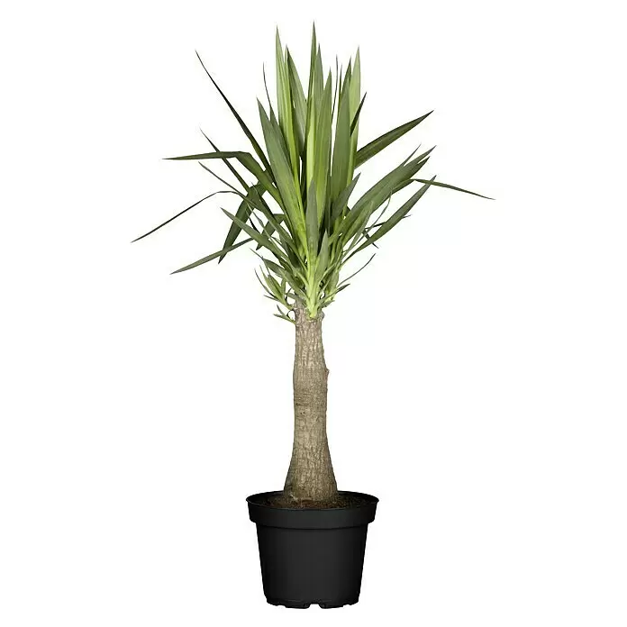 Piardino Palmlilie Maya TreeYucca elephantipes, Topfgröße: 19 cm