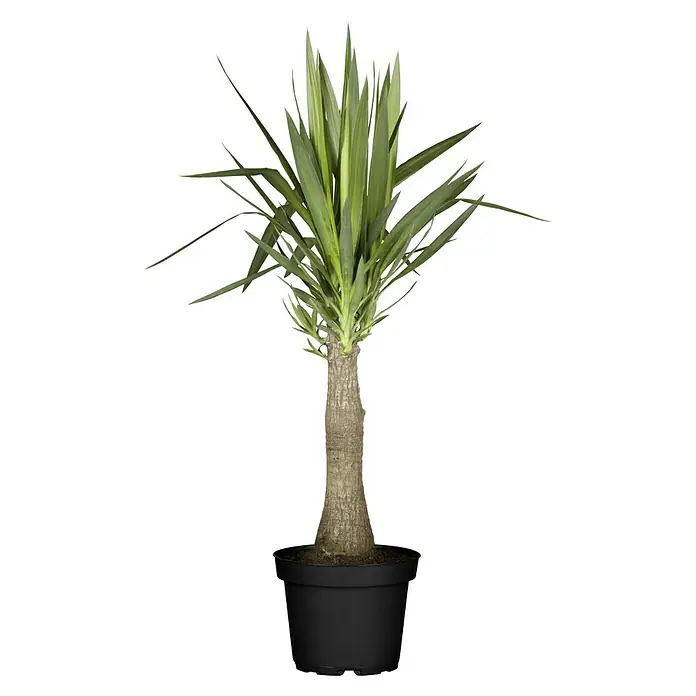 Yuca pie de elefante - Yucca elephantis, Tamaño de maceta: 24 cm - Yuca, planta de interior, en una maceta negra. La planta tiene hojas largas y verdes y un tronco marrón.