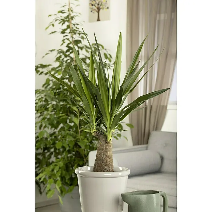 Piardino Palmlilie Maya TreeYucca elephantipes, Topfgröße: 19 cm - Zimmerpflanze Yucca in einem weißen Topf, mit länglichen grünen Blättern und einem robusten Stamm, perfekt für Innenräume.