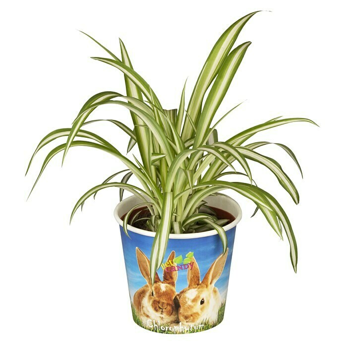 Piardino Zwergpfeffer (Peperomia rotundifolia, Topfgröße: 12 cm) | BAUHAUS | Kunstpflanzen