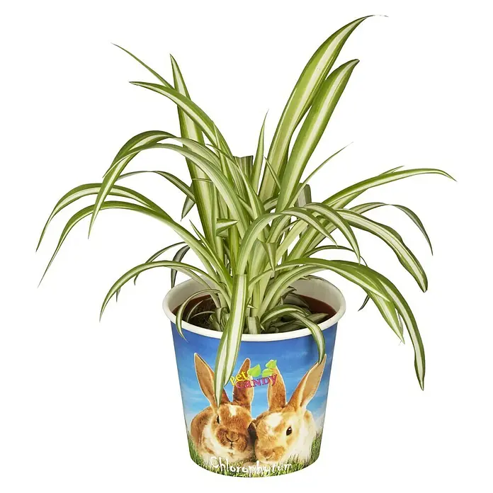 Piardino Grünlilie Potcover - Chlorophytum compsum, Topfgröße: 12 cm, Grün/Weiß - Ein Chlorophytum comosum 'Variegatum' in einem blauen Topf mit Hasenmotiv und "Pet Candy"-Logo.