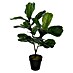 Umjetna biljka Ficus lyrata 