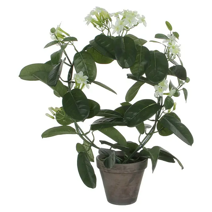 Kirschlorbeer (Prunus laurocerasus 'Novita', Topfvolumen: 7,5 l, Aktuelle  Wuchshhe: 100 cm - 120 cm) | BAUHAUS