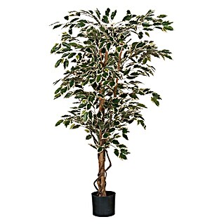 Piardino Ficus benjamina (Ficus SP.)