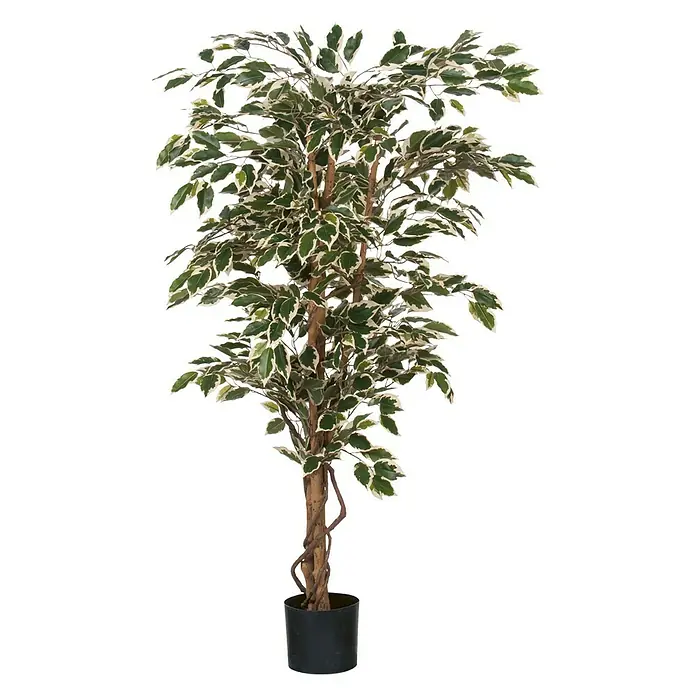 Planta artificial - Altura: 150 cm, Verde, Plástico - Árbol de Ficus artificial decorativo con hojas verdes y blancas en una maceta. Ideal para una decoración interior elegante sin mantenimiento.