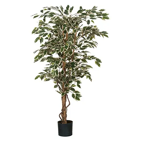 Piardino  Ficus benjamina