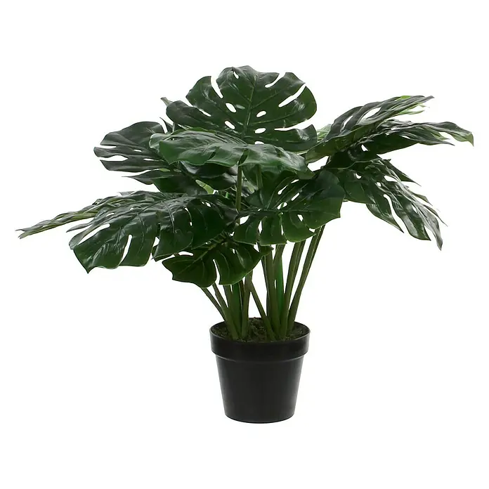 Kunstpflanze MonsteraHöhe: 60 cm, Grün, Kunststoff - Diese Monstera-Pflanze ist ideal, um jedem Raum eine exotische Note zu verleihen, mit tiefgrünen Blättern in einem schlichten schwarzen Topf.