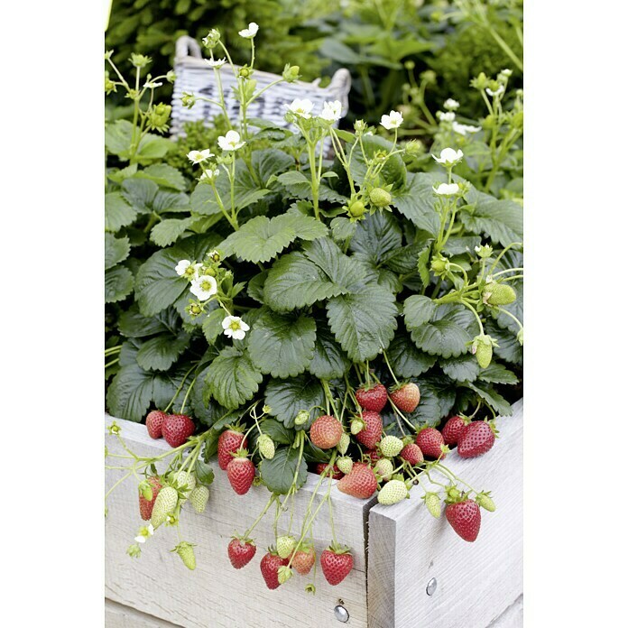 Erdbeere (Div. Sorten Asia, Rosana, Mara de Bois, etc., 10 cm)