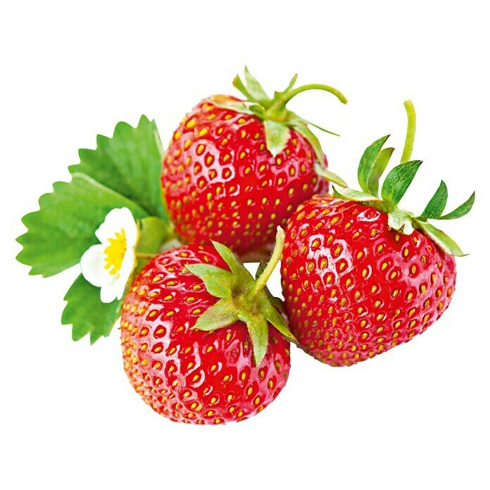 Erdbeere (Div. Sorten Asia, Rosana, Mara de Bois, etc., 10 cm)