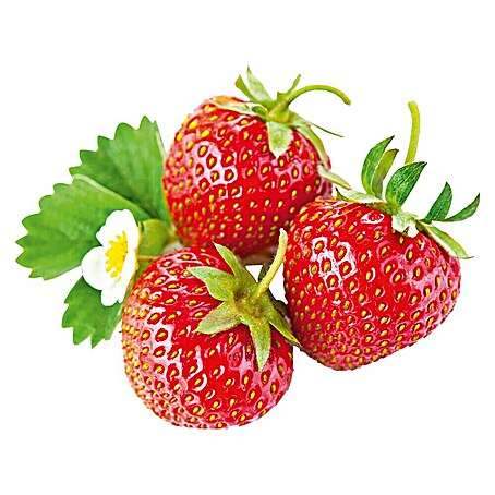 Erdbeere (Div. Sorten Asia, Rosana, Mara de Bois, etc., Erntezeit: Juni)