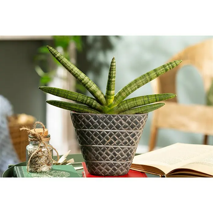 Piardino BogenhanfSanseveria Cylindrica, Gelb-Grün - Eine Sansevieria cylindrica Pflanze in einem eleganten Topf, die eine stilvolle Dekoration für jeden Raum darstellt.