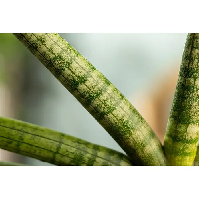 Piardino BogenhanfSanseveria Cylindrica, Gelb-Grün - Nahaufnahme von Sansevieria cylindrica, einer Zimmerpflanze mit gestreiften, zylindrischen Blättern.