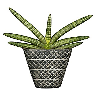 Piardino Bogenhanf (Sanseveria Cylindrica, Gelb-Grün)