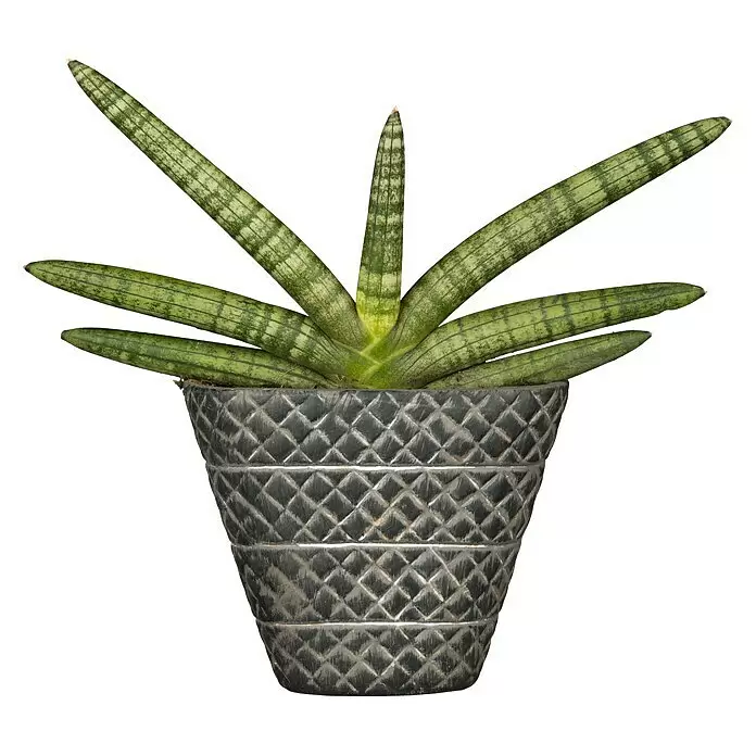 Piardino BogenhanfSanseveria Cylindrica, Gelb-Grün