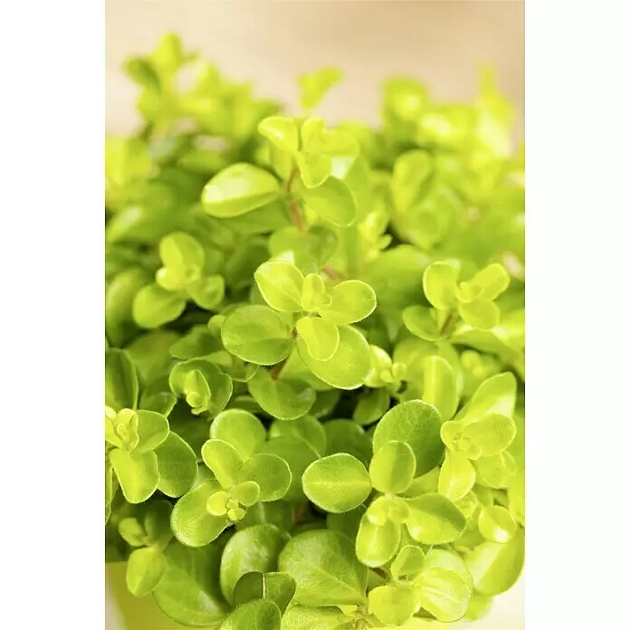 Piardino Zwergpfeffer - Peperomia rotundifolia, Topfgröße: 12 cm - Detailaufnahme