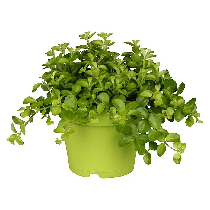 Piardino Zwergpfeffer - Peperomia rotundifolia, Topfgre: 12 cm online  kaufen bei BAUHAUS