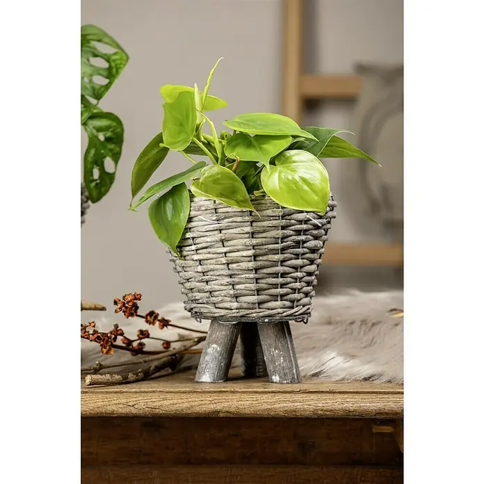 Piardino Baumfreund Aktion - Philodendron scandens, Topfgröße: 12 cm - Das Foto zeigt einen stilvollen Ziertopf mit Pflanze, der auf einem Tisch mit dekorativen Elementen steht.