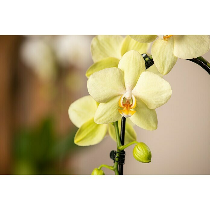 Piardino SchmetterlingsorchideePhalaenopsis Hybride, Topfgröße: 12 cm, Sortenabhängig Detail Shot