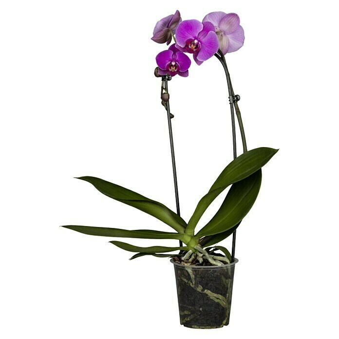 Piardino SchmetterlingsorchideePhalaenopsis Hybride, Topfgröße: 12 cm, Sortenabhängig Front View