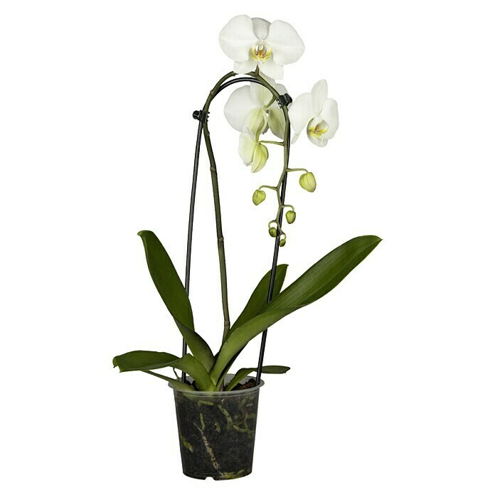 Piardino SchmetterlingsorchideePhalaenopsis Hybride, Topfgröße: 12 cm, Sortenabhängig Front View