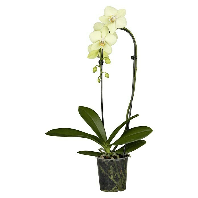 Piardino SchmetterlingsorchideePhalaenopsis Hybride, Topfgröße: 12 cm, Sortenabhängig Front View