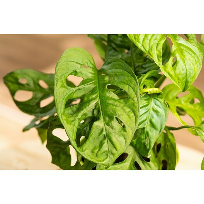 Piardino FensterblattMonstera obliqua 'Monkey Leaf', Topfgröße: 12 cm Detail Shot