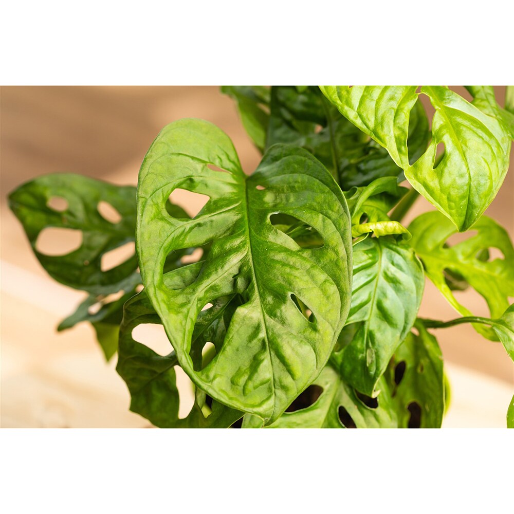 makoyana Calathea Makoyana For Sale, Wholesale Plants