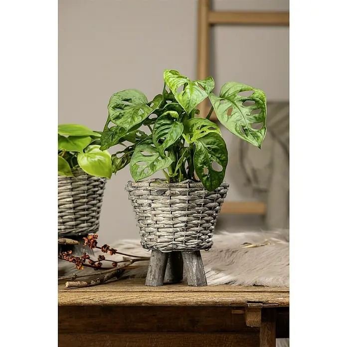 Piardino FensterblattMonstera obliqua 'Monkey Leaf', Topfgröße: 12 cm - Das Bild zeigt eine Zimmerpflanze in einem grauen Korb mit Holzfüßen, die auf einem Tisch steht. Eine weitere Pflanze ist im Hintergrund zu sehen.