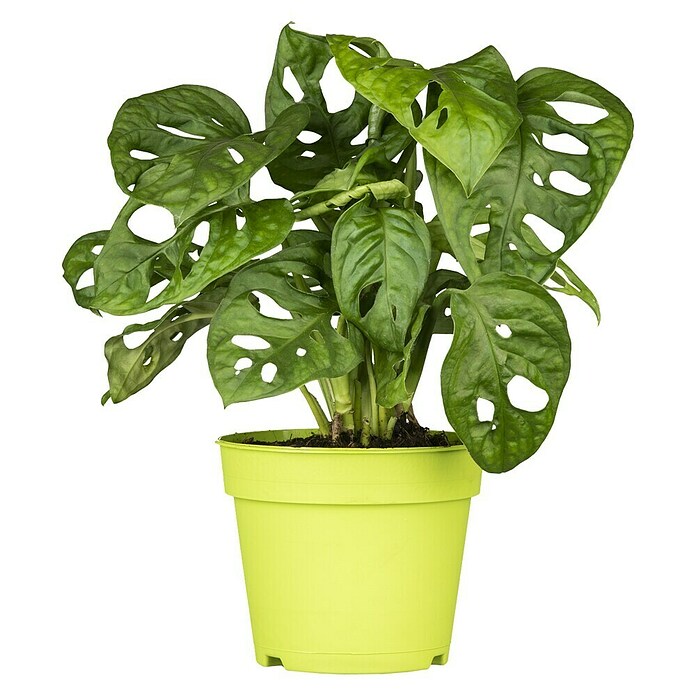Piardino Fensterblatt - Monstera obliqua 'Monkey Leaf', Topfgre: 12 cm  online kaufen bei BAUHAUS