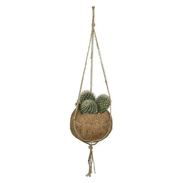 Piardino Kaktus Kokodama - Cactus, Topfgröße: 10 cm - Vorderansicht