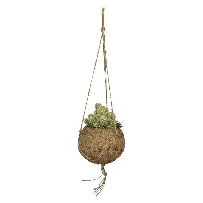 Piardino Kaktus Kokodama - Cactus, Topfgröße: 10 cm - Vorderansicht