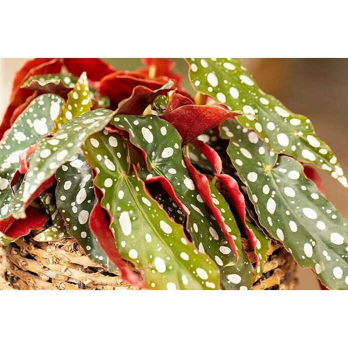 Piardino Forellenbegonie (Begonia maculata, Topfgröße: 12 cm, Weiß) | BAUHAUS
