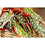 Piardino Forellenbegonie (Begonia maculata, Topfgröße: 12 cm, Weiß) | BAUHAUS