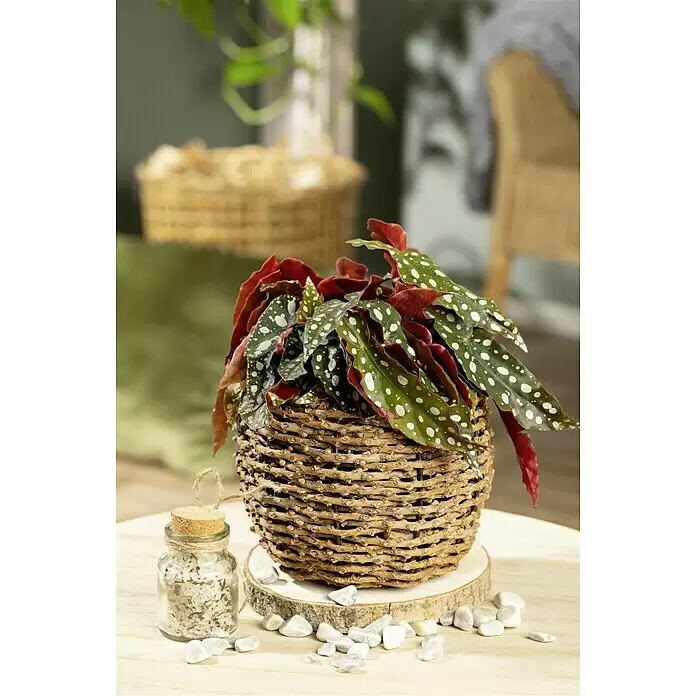Piardino Forellenbegonie - Begonia maculata, Topfgröße: 12 cm - Stimmungsaufnahme