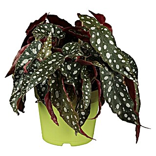 Piardino Forellenbegonie (Begonia maculata, Topfgröße: 12 cm)