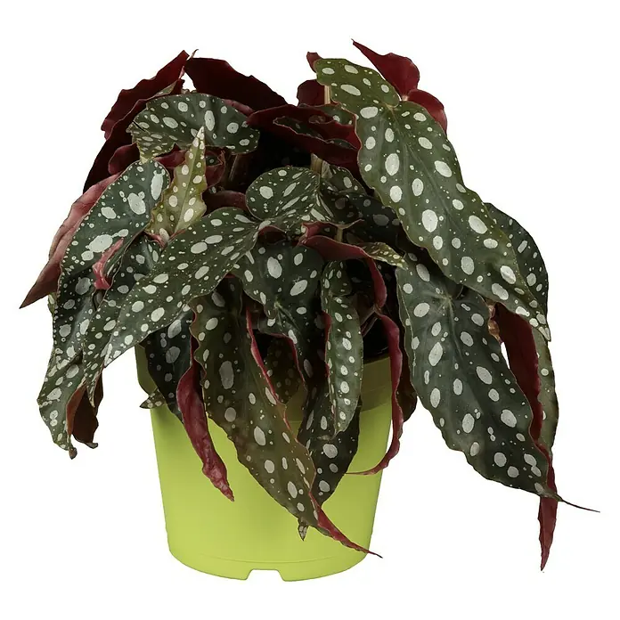Piardino Forellenbegonie - Begonia maculata, Topfgröße: 12 cm - Gepunktete Begonie in einem hellgrünen Topf, eine dekorative Zimmerpflanze.