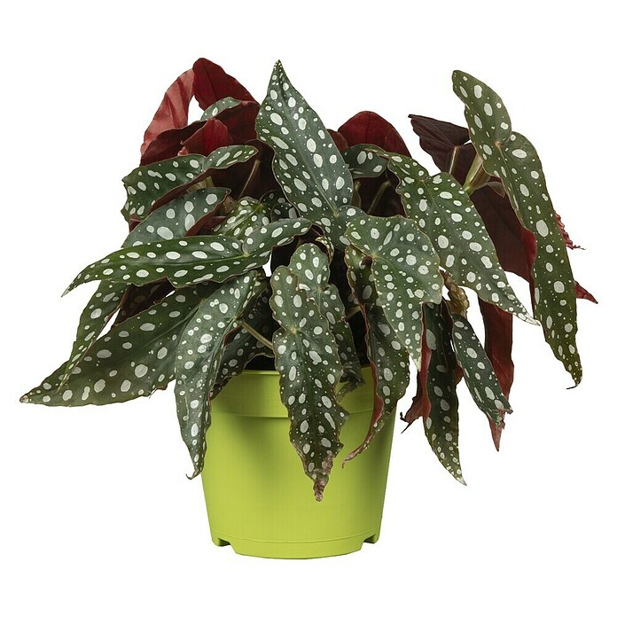 Piardino Forellenbegonie (Begonia maculata, Topfgröße: 12 cm, Weiß) | BAUHAUS