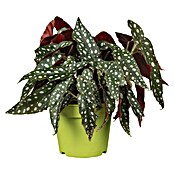 Piardino Forellenbegonie (Begonia maculata, Topfgröße: 12 cm, Weiß) | BAUHAUS