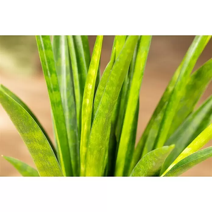 Bogenhanf Kirkii - Sanseviera kirkii, Topfgröße: 12 cm, Gelb-Grün - Detailaufnahme
