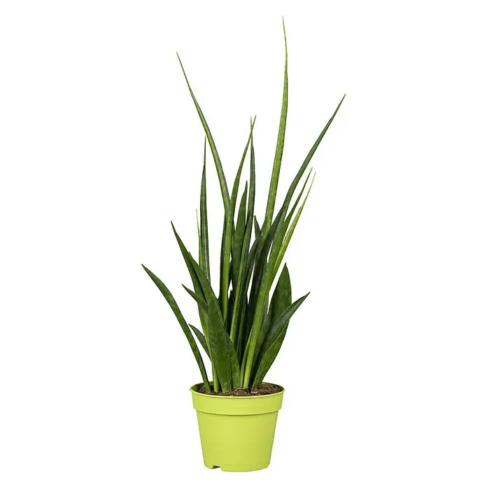 Bogenhanf Kirkii - Sanseviera kirkii, Topfgröße: 12 cm, Gelb-Grün - Zimmerpflanze: Sansevieria cylindrica im hellgrünen Topf. Perfekt für die Innenraumbegrünung, pflegeleicht und dekorativ.