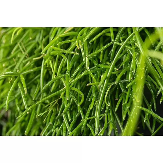 Rutenkaktus Ampel - Rhipsalis cassutha, Topfgröße: 18 cm - Detailaufnahme
