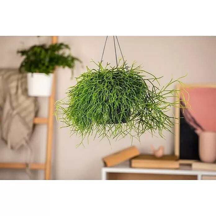 Rutenkaktus Ampel - Rhipsalis cassutha, Topfgröße: 18 cm - Üppige grüne Hängepflanze mit schlanken Stängeln in einem dunklen Topf, schmückt den Raum.