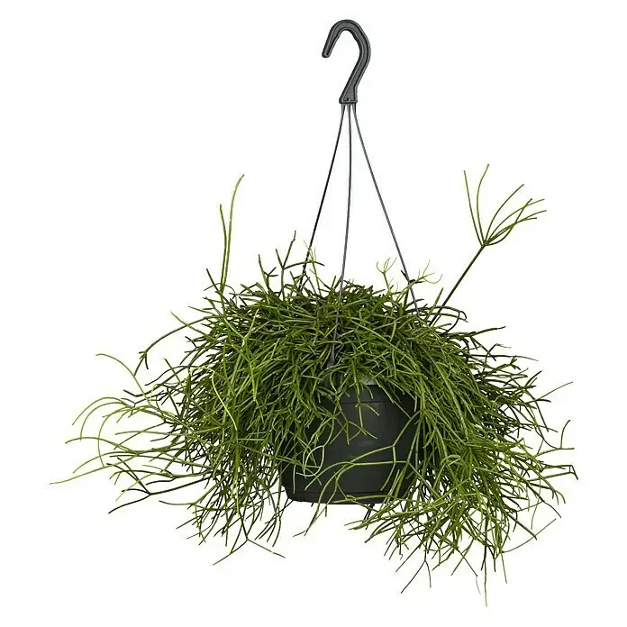 Rutenkaktus Ampel - Rhipsalis cassutha, Topfgröße: 18 cm - Grüne künstliche Hängepflanze in einem schwarzen Topf mit grauen Drähten und Haken.