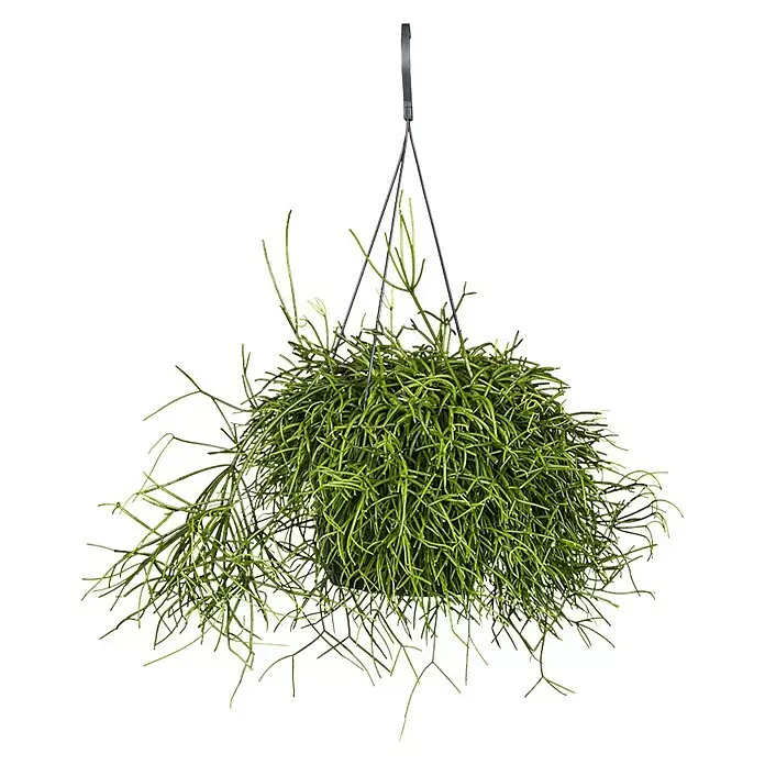 Rutenkaktus Ampel - Rhipsalis cassutha, Topfgröße: 18 cm - Vorderansicht